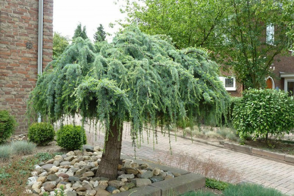 Каким декоративным деревьям для сада отдать предпочтение с учетом особенностей вашего участка